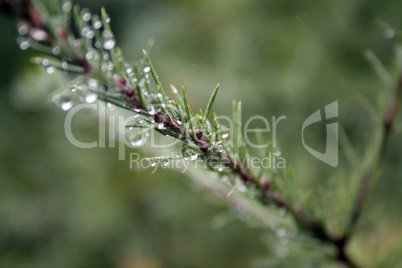 Dew on Spruce Branch