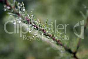 Dew on Spruce Branch