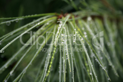 Dew On Pine Needles