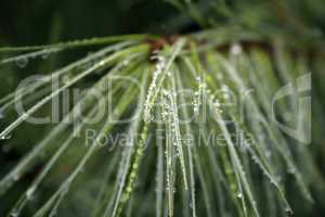 Dew On Pine Needles