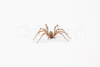 Wolf Spider