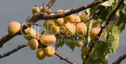 Apricots