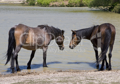 New Forest Ponies