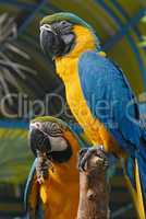 Image of Blue & Gold Macaws Couple