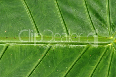 Macro Image of a Leaf Structure