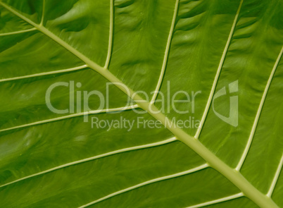 Macro Image of a Leaf Structure