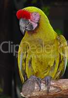 Image of a Military Macaw