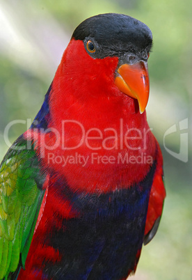 Portrait Image of a Black-Capped Lo