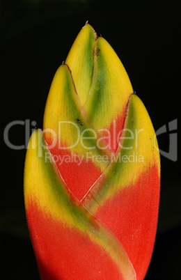 Image of Heliconia Flower Isolated