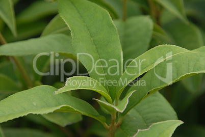 Detail Image of Young Tea Leafs