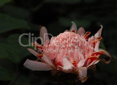 Detail Image of a Torch Ginger Flow