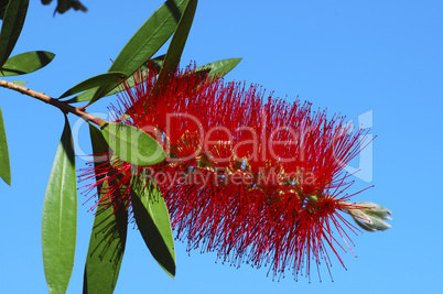 red bottlebrush tree
