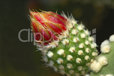 flower-bud Cactus Opuntia microdasy