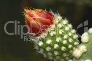 flower-bud Cactus Opuntia microdasy