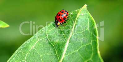 Ladybug Beetle on Milkweed Leaf