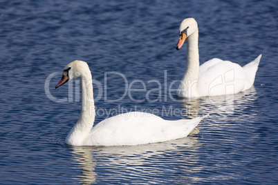 Mute Swans