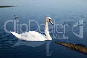 Waste pipe and swans