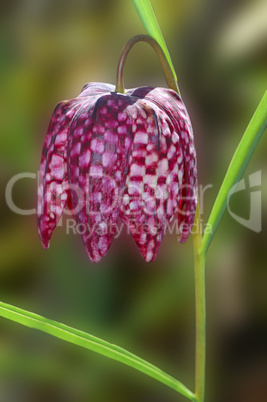 Snake's head Fritillaria