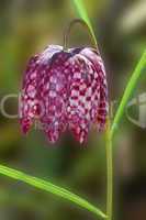Snake's head Fritillaria