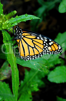 Monarch Butterfly on Thistle Leaves