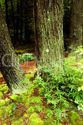 Forest Interior with Hemlock Trees