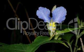 Asiatic Dayflower, Wildflower