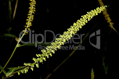 Common Ragweed Wildflower