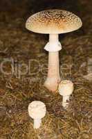 Amanita rubescens mushroom