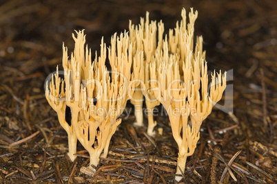 Yellow Stagshorn Fungus