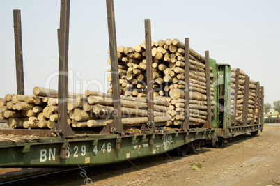 Logs in Transit 4