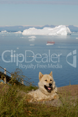 Greenland Sledge Dog