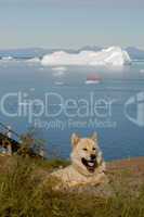 Greenland Sledge Dog
