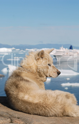 Greenland Sledge Dog and Cruise shi