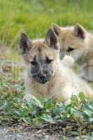 Two Greenland Sledge Dog Puppies