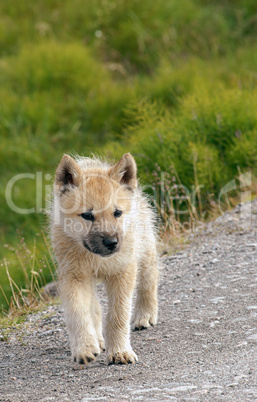 Greenland Husky Puppy