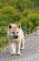 Greenland Husky Puppy