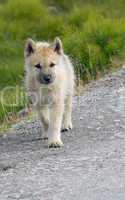 Greenland Sledge Dog Puppy