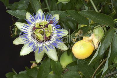 Passion Flower with fruit