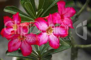 Desert rose Adenium obesum