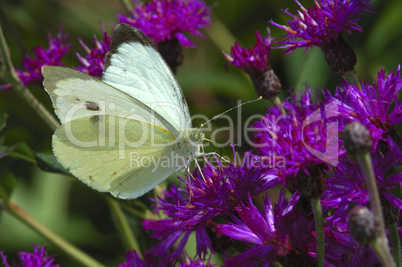 Cabbage butterfly,