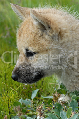 Greenland Sledge Dog Puppy