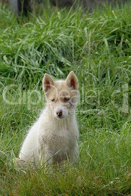 Greenland Sledge Dog Puppy