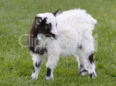 Young Goat (Kid)