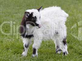 Young Goat (Kid)