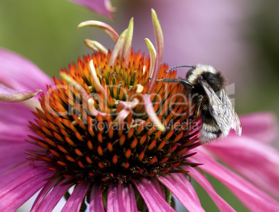 Bumble Bee on Echinacea