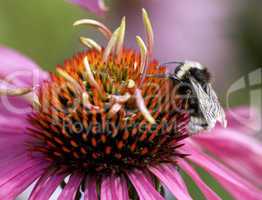 Bumble Bee on Echinacea