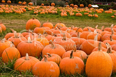Pumpkins After The Fall Harvest