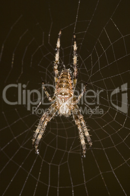 Spider in centre of web