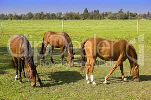 Three grazing horses