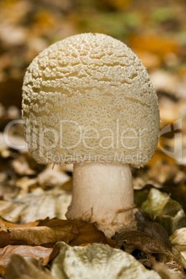 Macrolepiota rhacodes bohemica mush